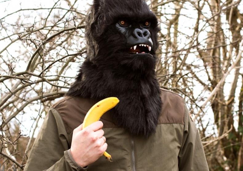 Masca Gorilla-- vrei o banana, omule? image